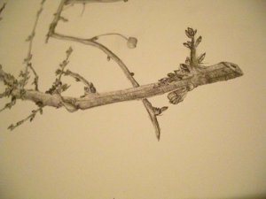 twig-drawing